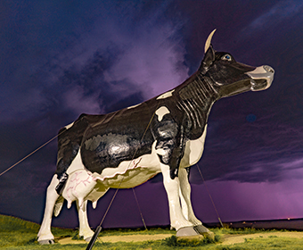 worlds-largest-cow-sean-r-heavey-photo
